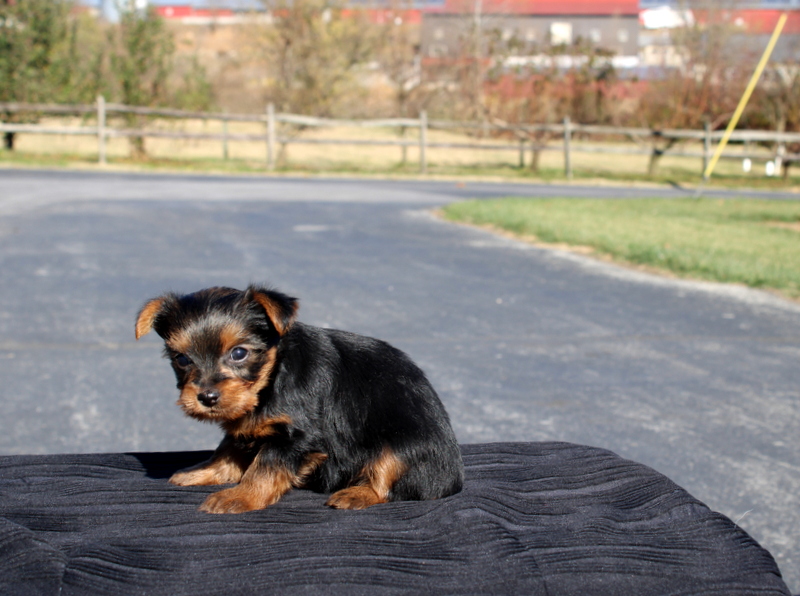 puppy, for, sale, Yokshire Terrier, Matthew B. Stoltzfus, dog, breeder, Gap, PA, dog-breeder, puppy-for-sale, forsale, nearby, find, puppyfind, locator, puppylocator, aca